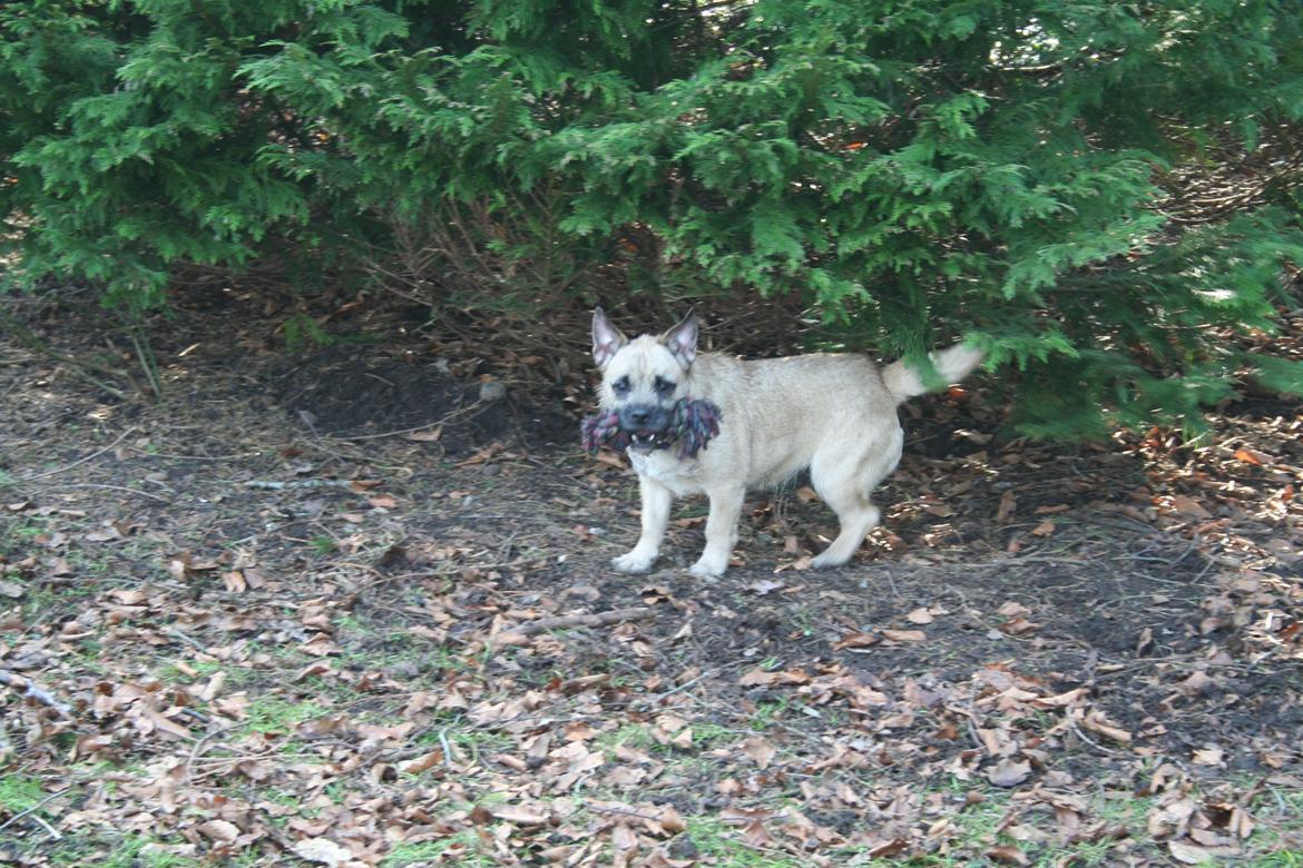 Blanding af racer Marley billede 11