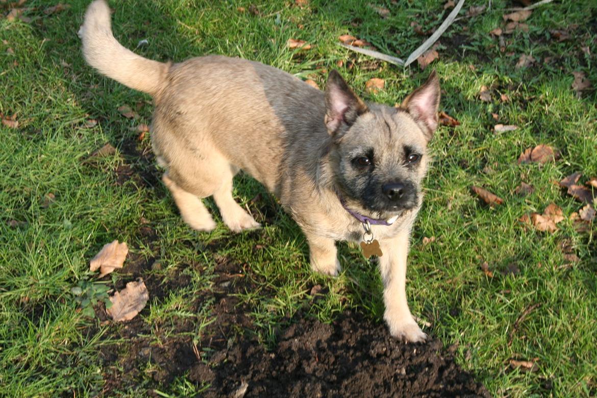 Blanding af racer Marley billede 12