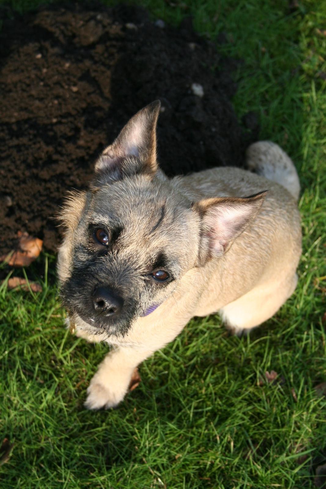 Blanding af racer Marley - Velkommen til min profil billede 1