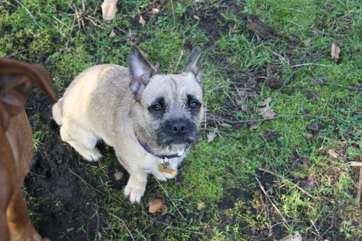 Blanding af racer Marley billede 13