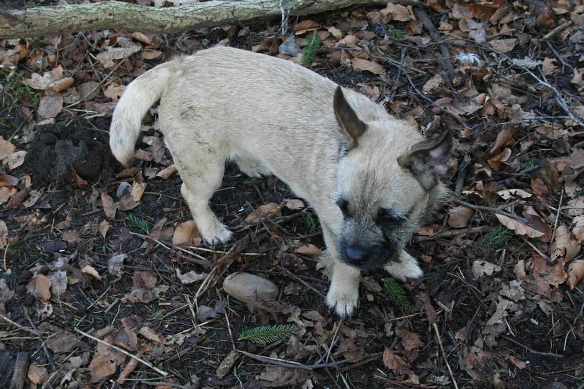 Blanding af racer Marley billede 10