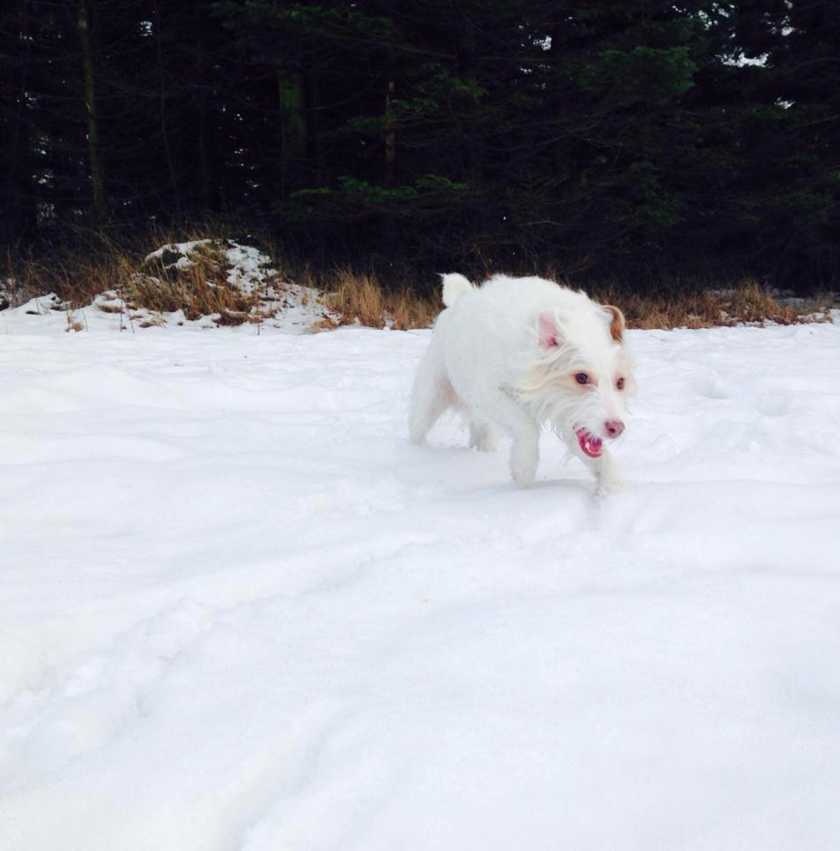 Jack russell terrier Coco billede 8