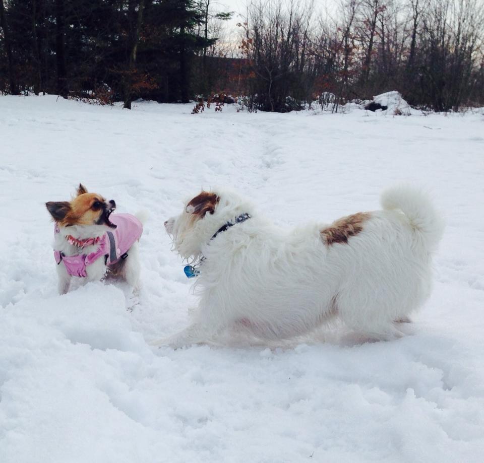 Jack russell terrier Coco billede 10