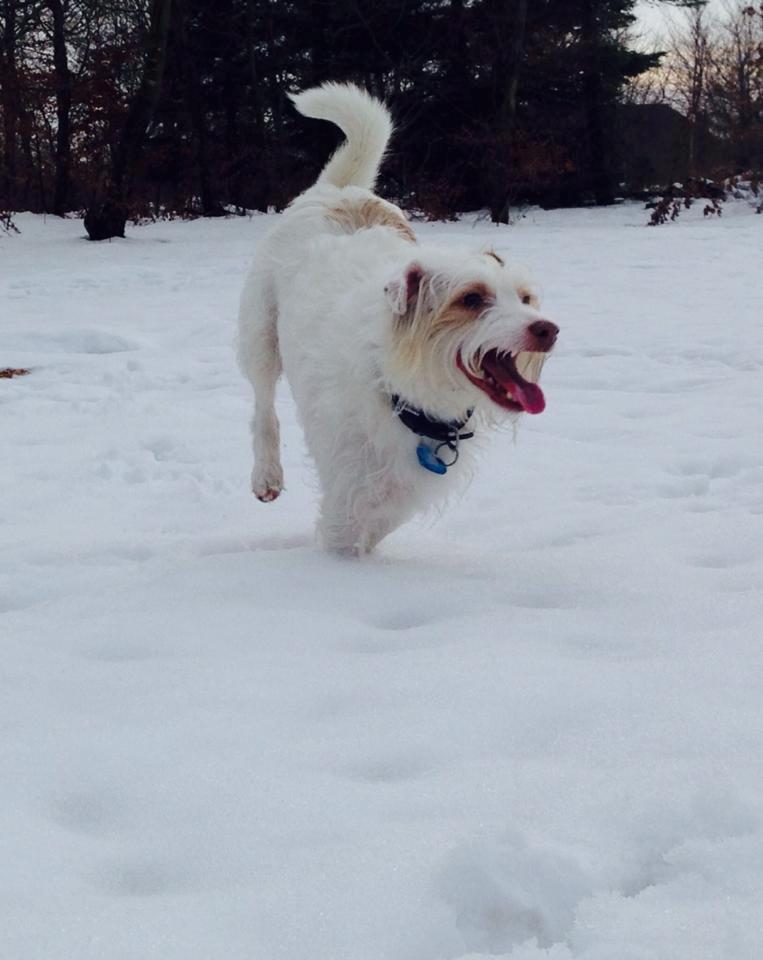 Jack russell terrier Coco billede 9