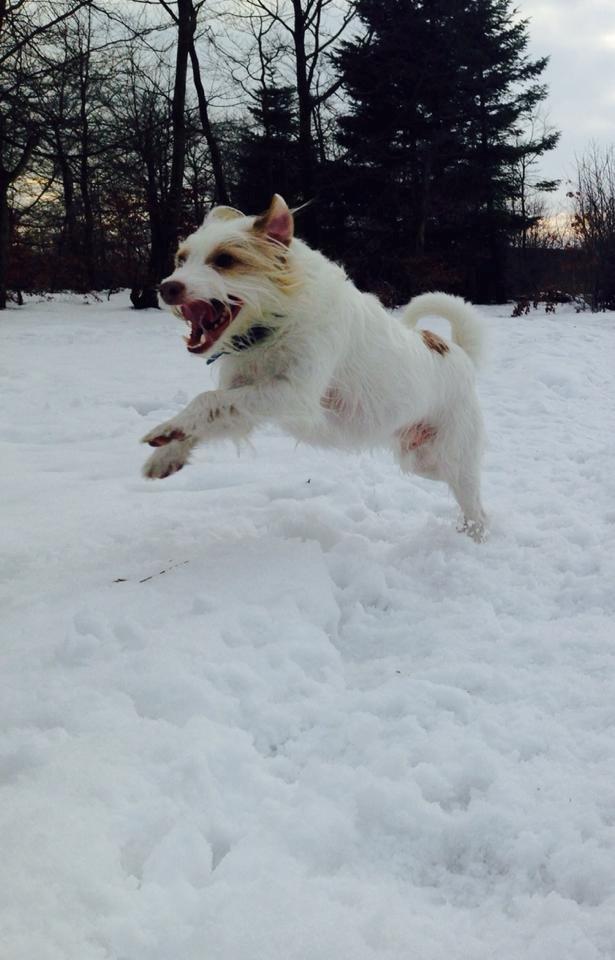 Jack russell terrier Coco billede 11