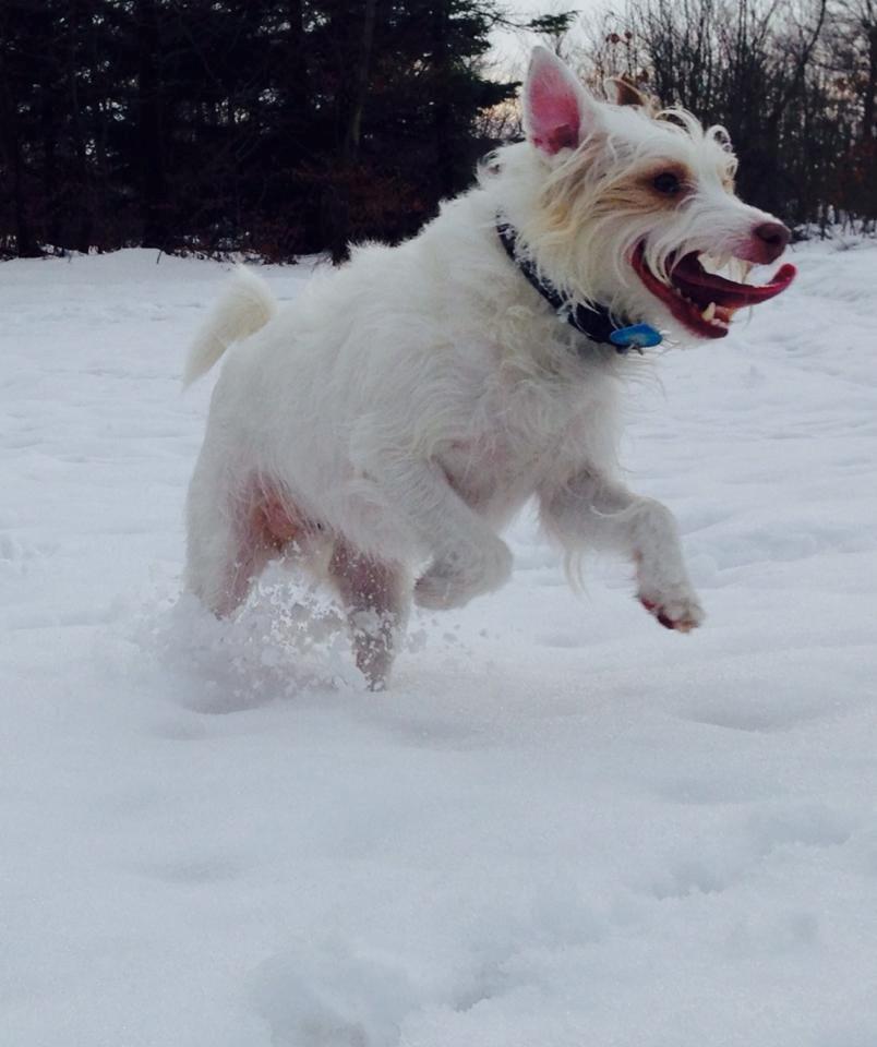 Jack russell terrier Coco billede 12