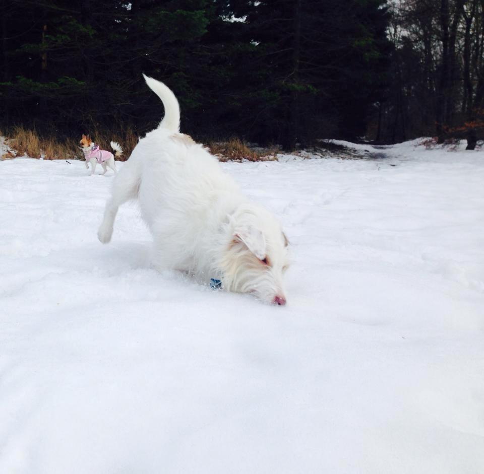 Jack russell terrier Coco billede 13