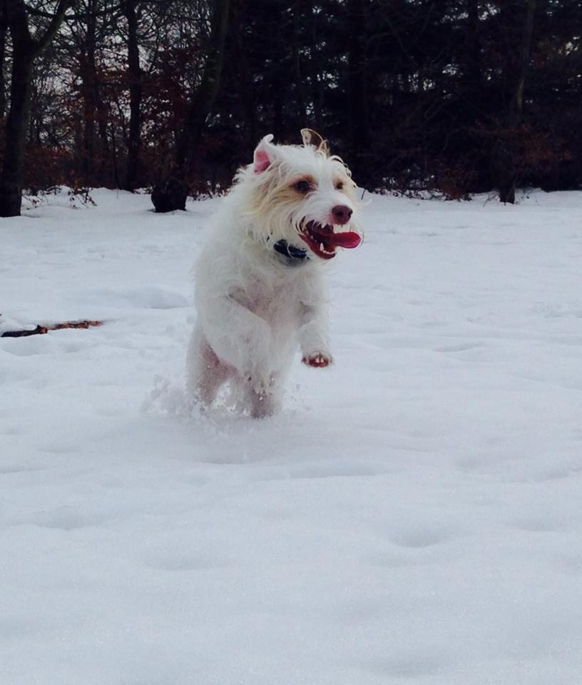 Jack russell terrier Coco billede 14