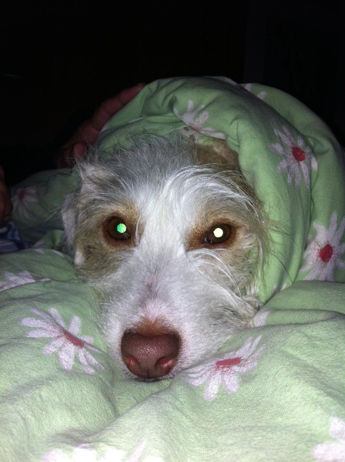 Jack russell terrier Coco billede 15