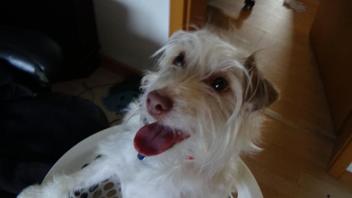 Jack russell terrier Coco billede 16