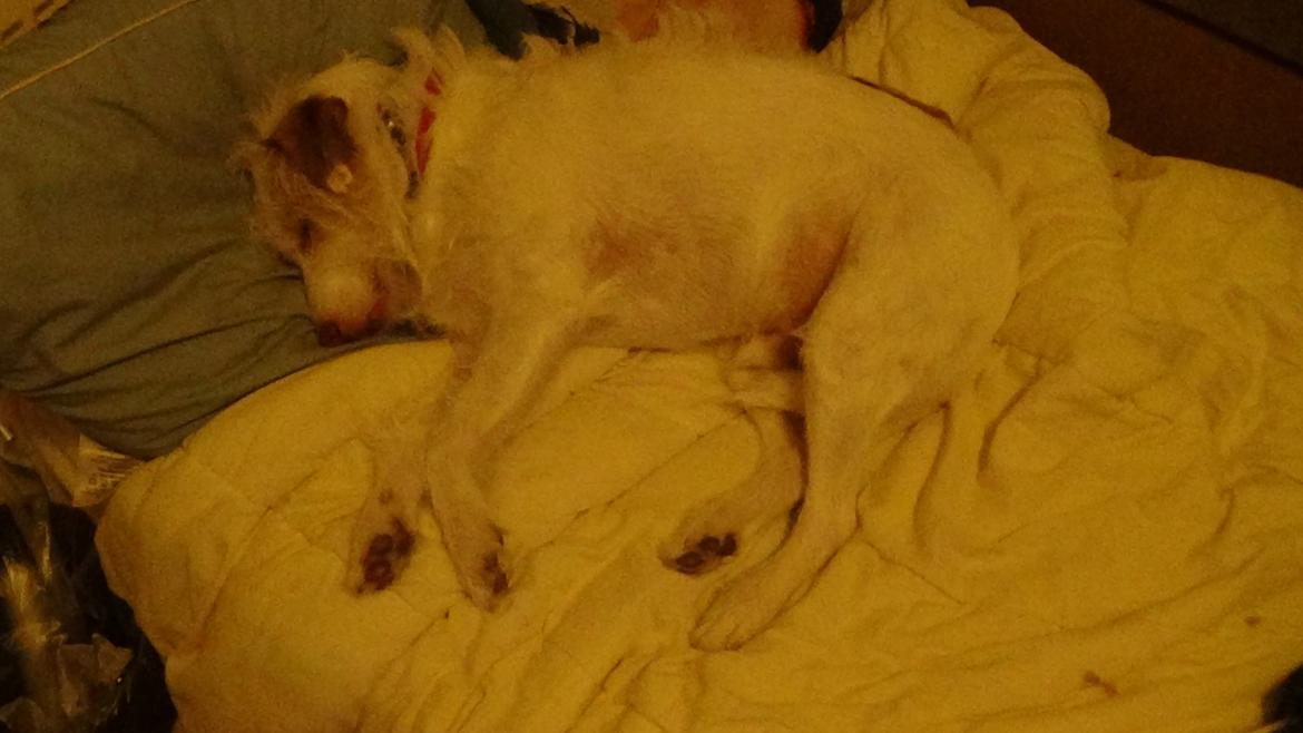 Jack russell terrier Coco billede 18