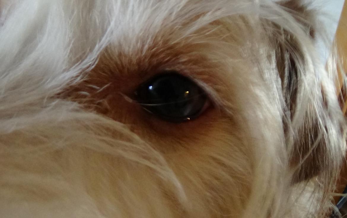 Jack russell terrier Coco billede 17