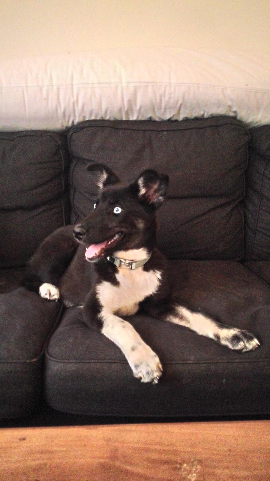 Blanding af racer Nala billede 1