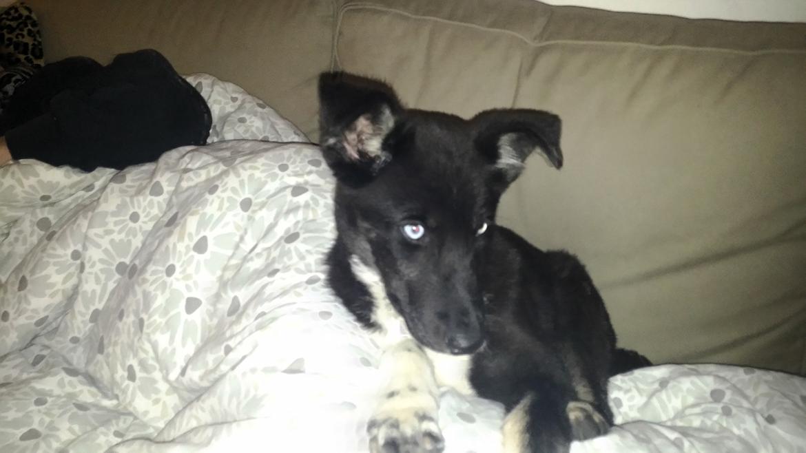 Blanding af racer Nala billede 2