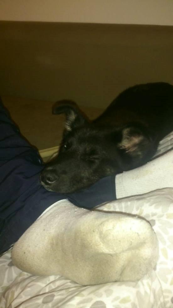 Blanding af racer Nala billede 3