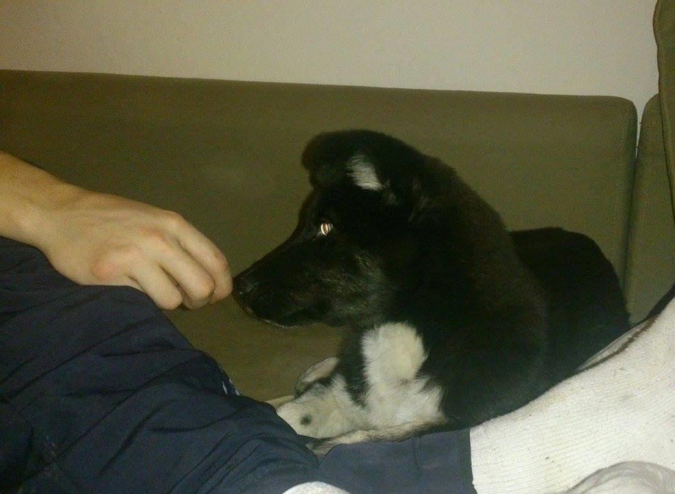 Blanding af racer Nala billede 4