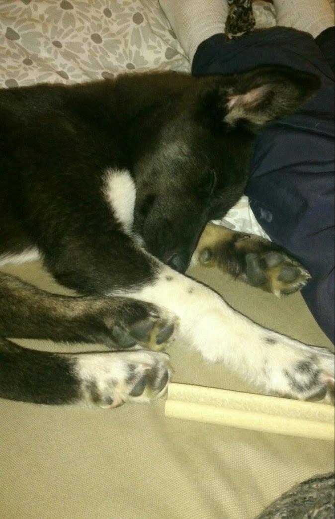 Blanding af racer Nala billede 5