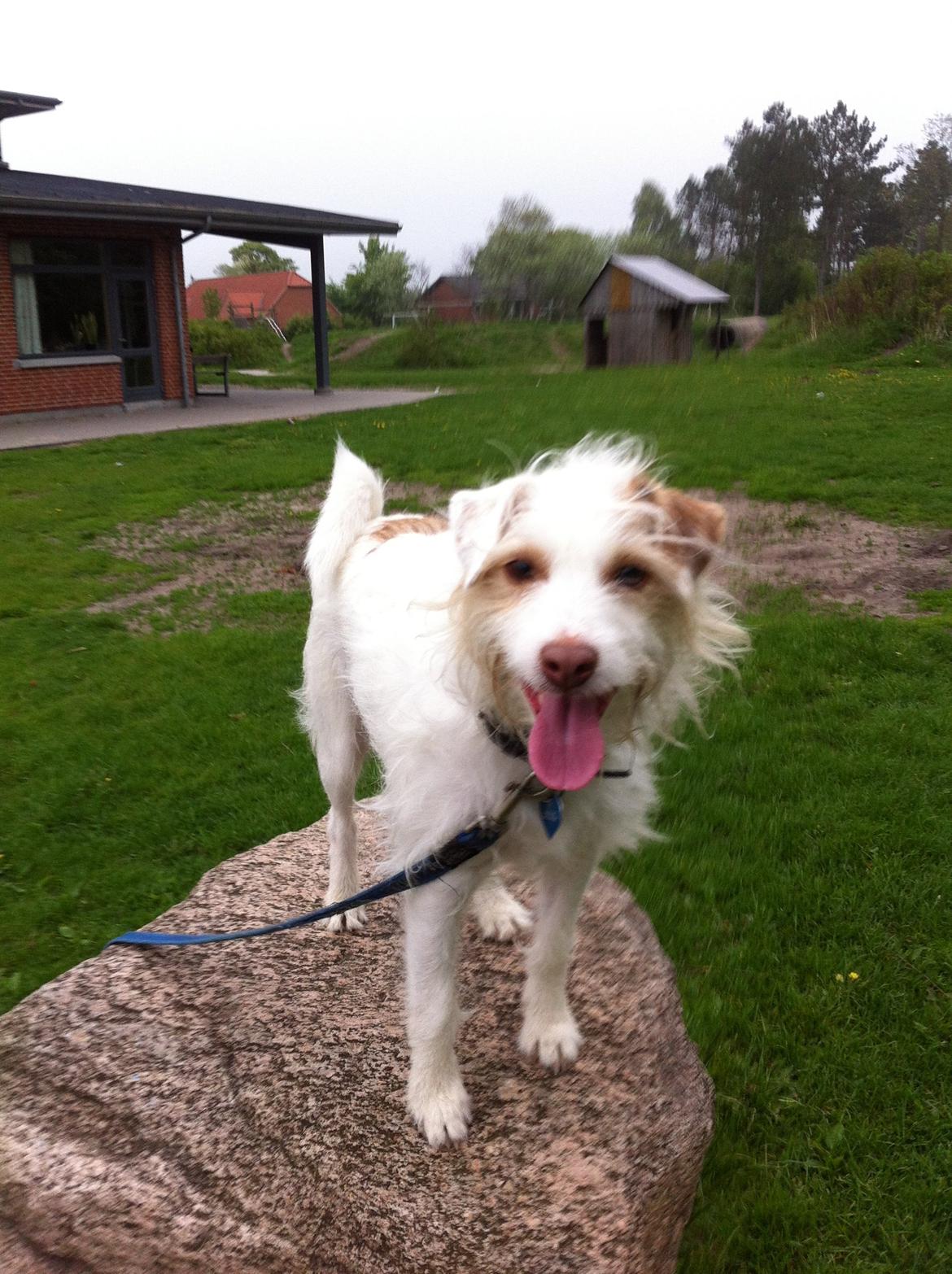 Jack russell terrier Coco billede 19