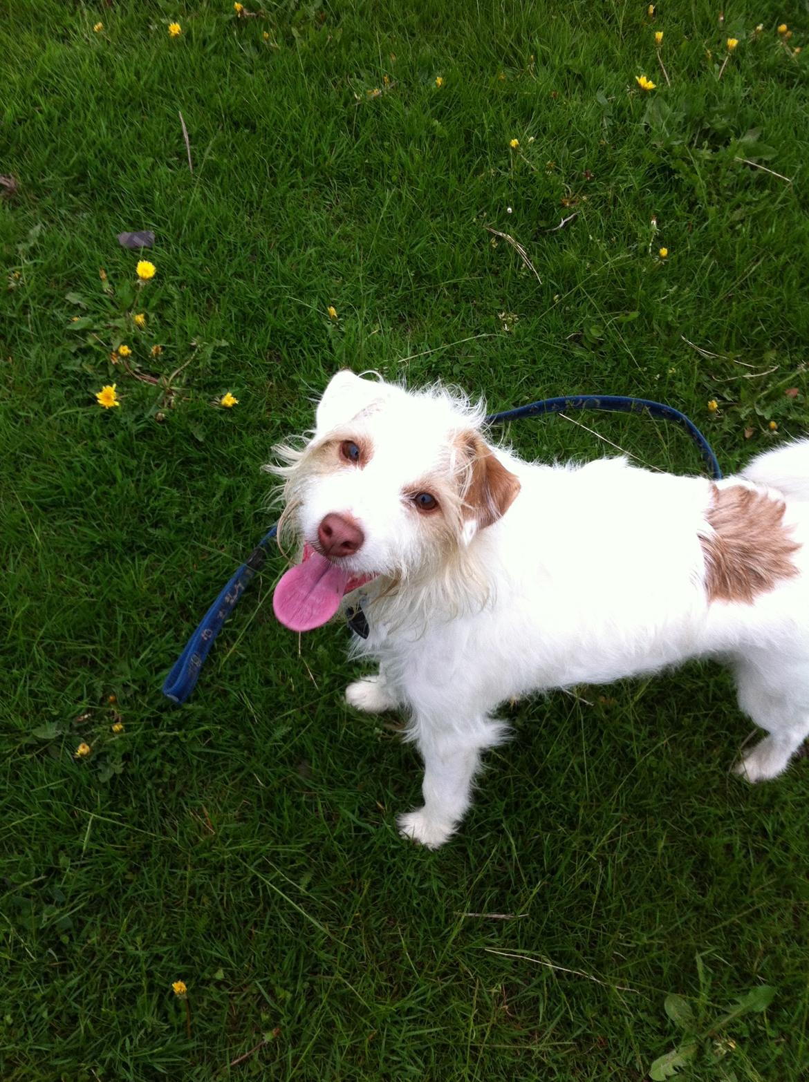 Jack russell terrier Coco billede 20