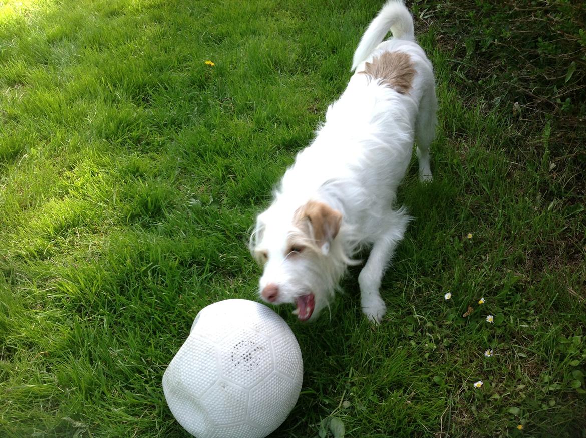 Jack russell terrier Coco billede 22