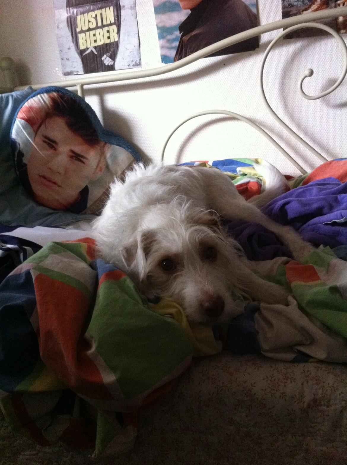 Jack russell terrier Coco billede 21