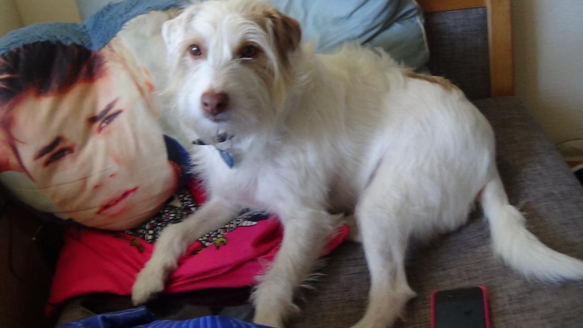 Jack russell terrier Coco billede 24