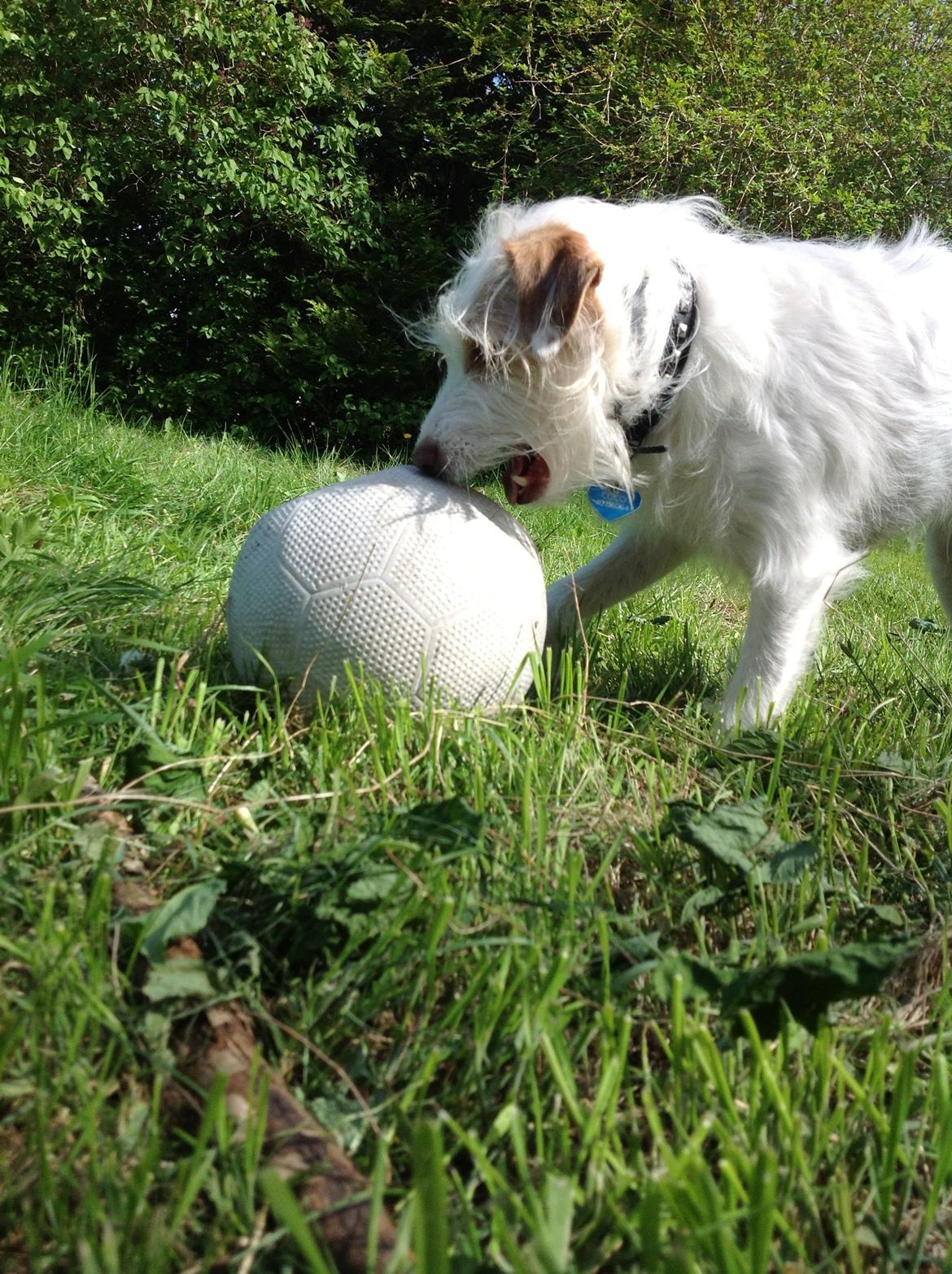 Jack russell terrier Coco billede 23