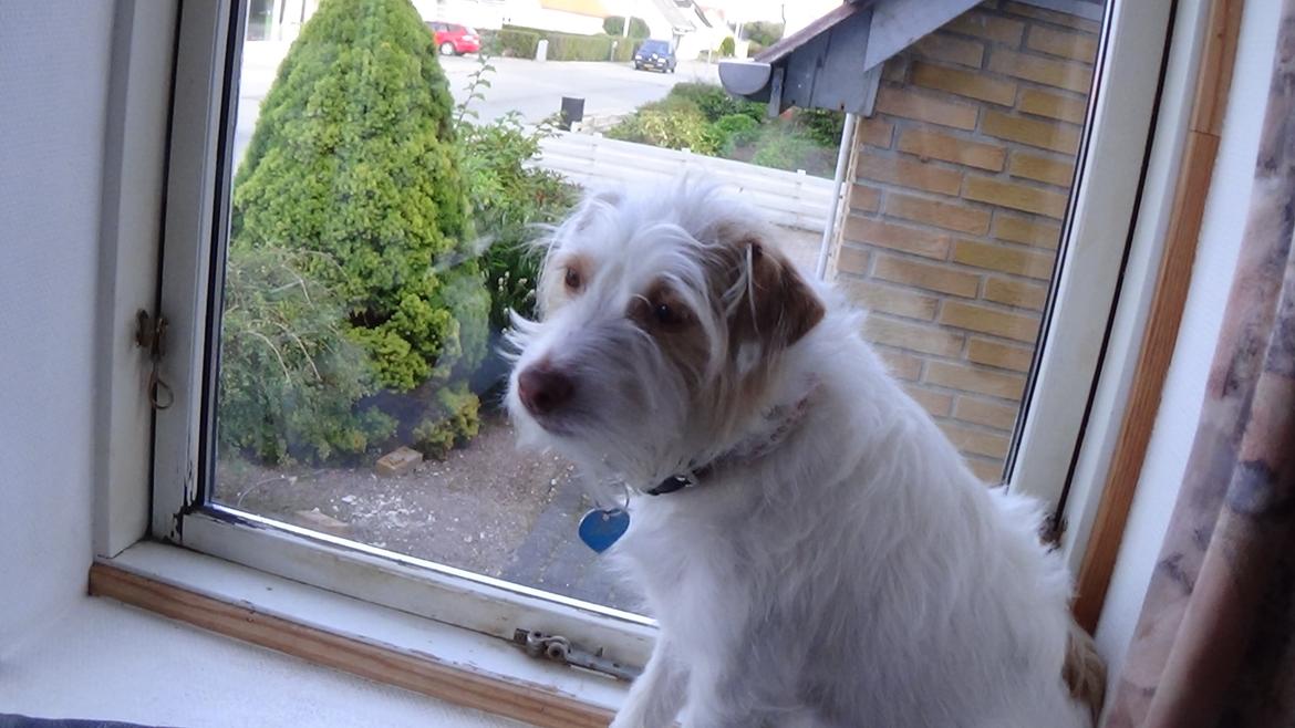 Jack russell terrier Coco billede 26