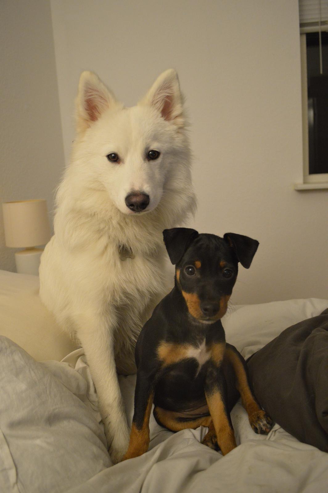 Blanding af racer Lilly billede 12