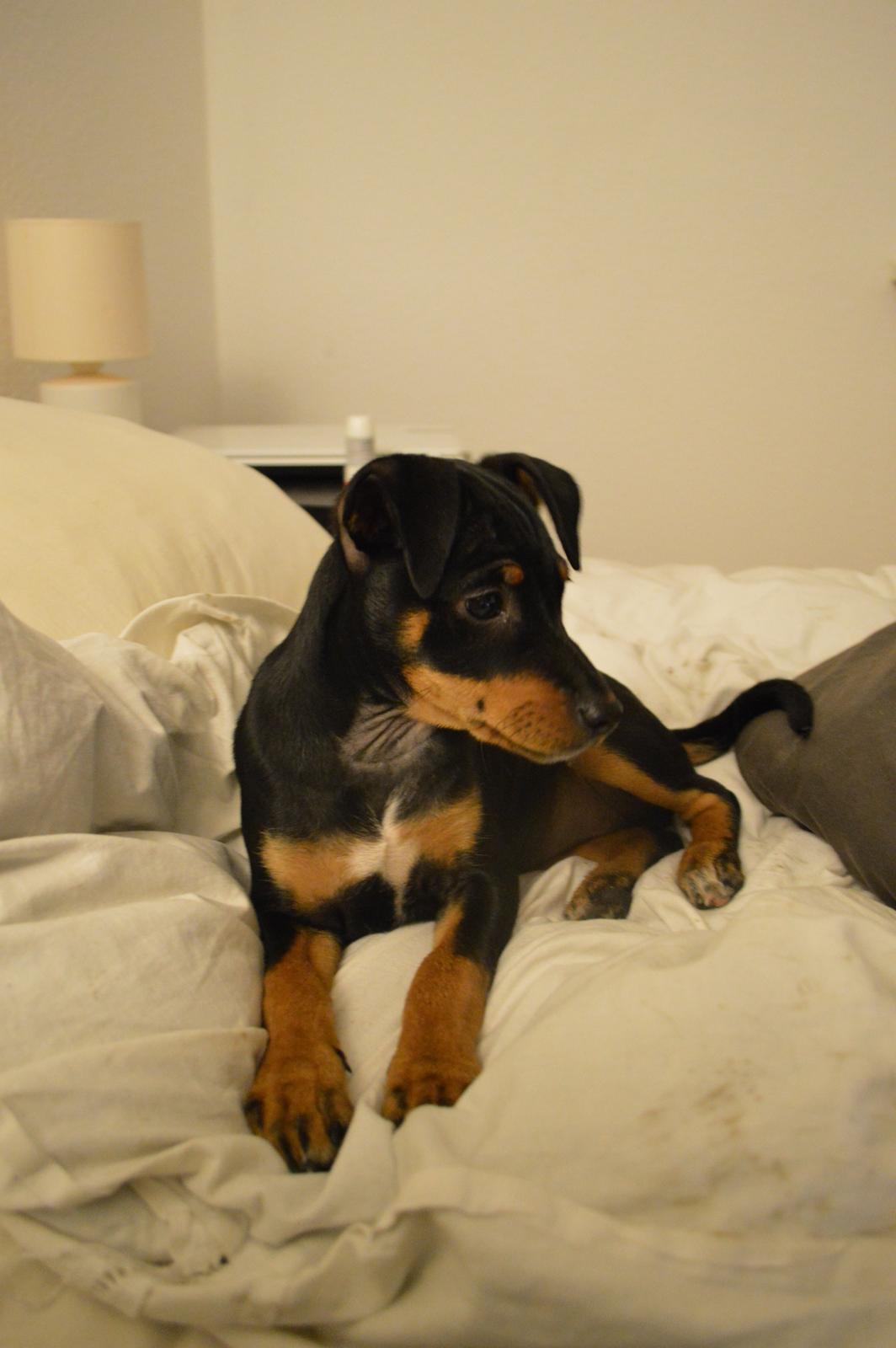 Blanding af racer Lilly billede 11