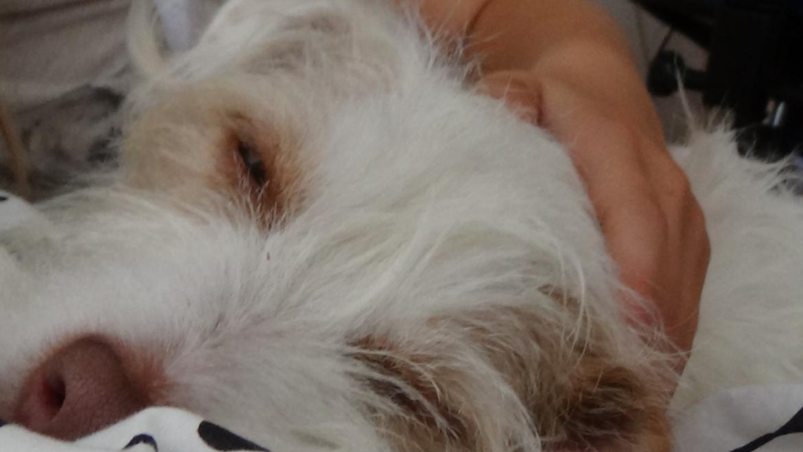 Jack russell terrier Coco billede 28