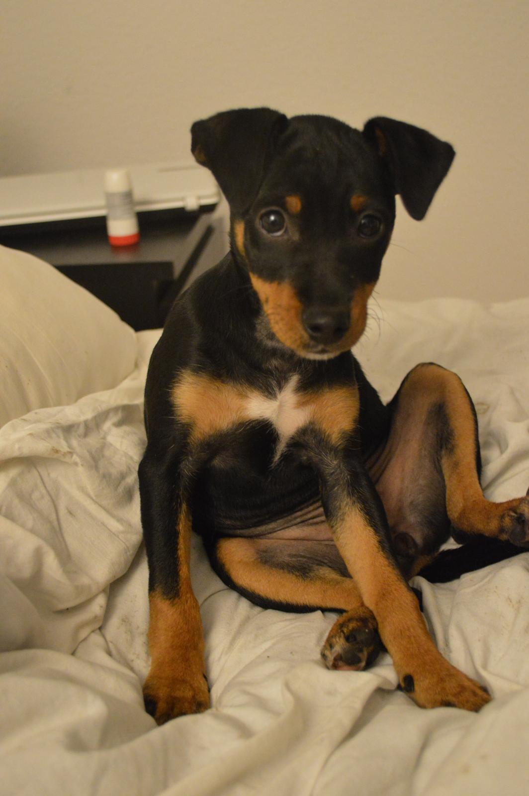 Blanding af racer Lilly billede 1