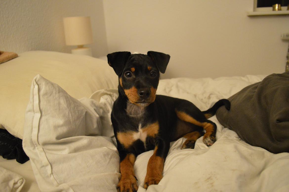 Blanding af racer Lilly billede 2