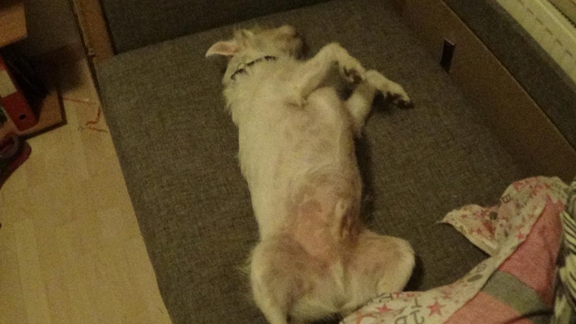 Jack russell terrier Coco billede 29