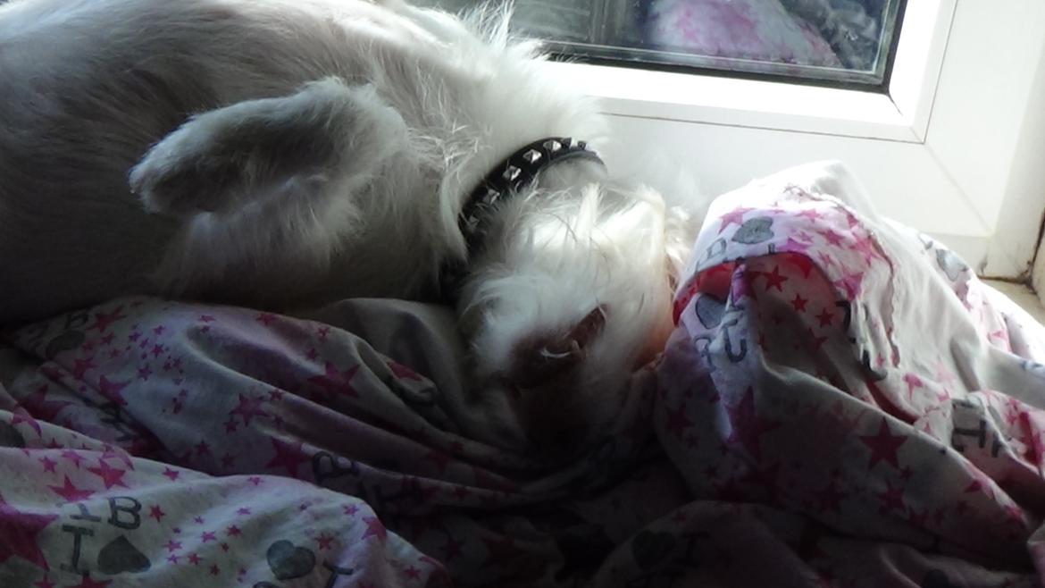 Jack russell terrier Coco billede 30