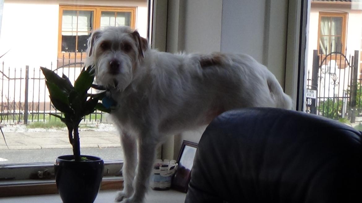 Jack russell terrier Coco billede 32