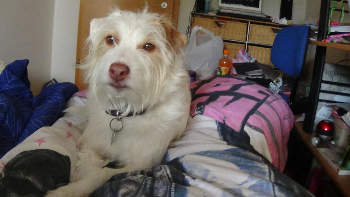 Jack russell terrier Coco billede 25