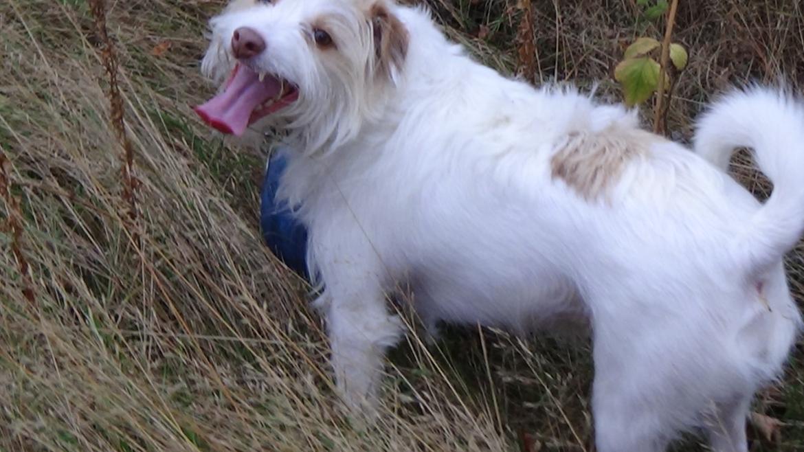 Jack russell terrier Coco billede 34