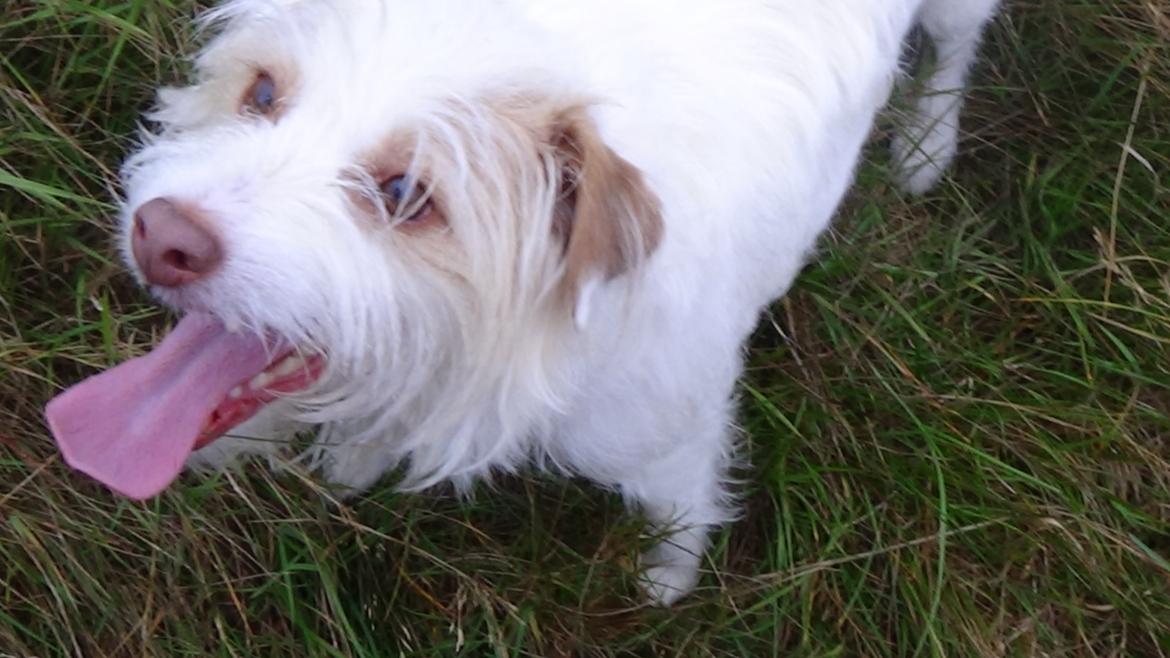 Jack russell terrier Coco billede 33