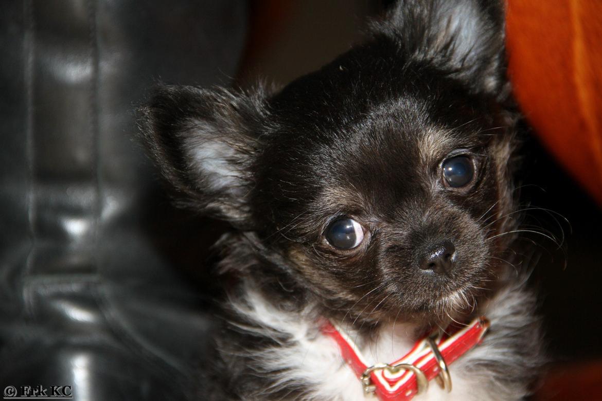 Chihuahua DKCH Frk Kvistes DeeDee the DramaQueen billede 4