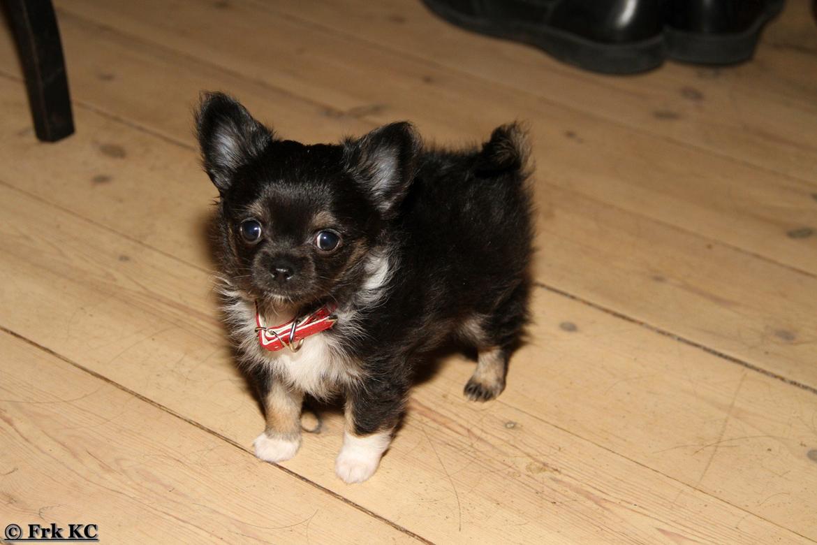 Chihuahua DKCH Frk Kvistes DeeDee the DramaQueen billede 5