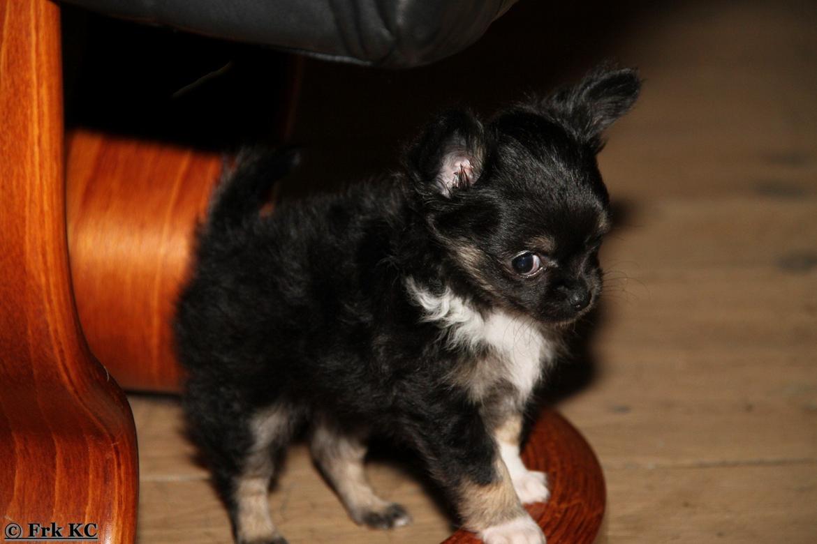 Chihuahua DKCH Frk Kvistes DeeDee the DramaQueen billede 6