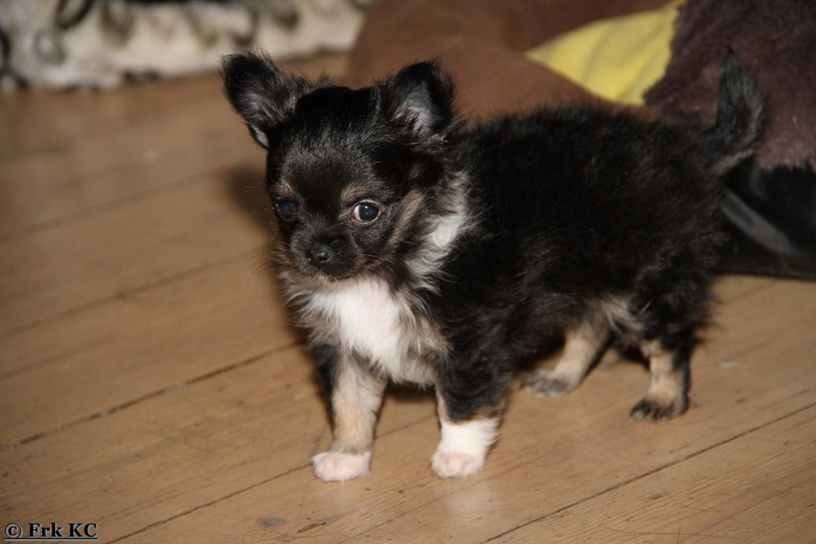 Chihuahua DKCH Frk Kvistes DeeDee the DramaQueen billede 7