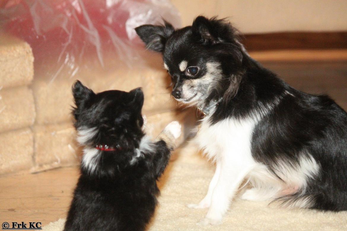 Chihuahua DKCH Frk Kvistes DeeDee the DramaQueen billede 8