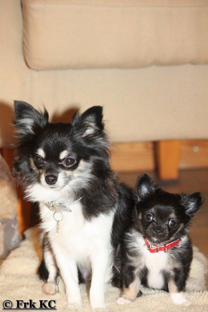 Chihuahua DKCH Frk Kvistes DeeDee the DramaQueen billede 9