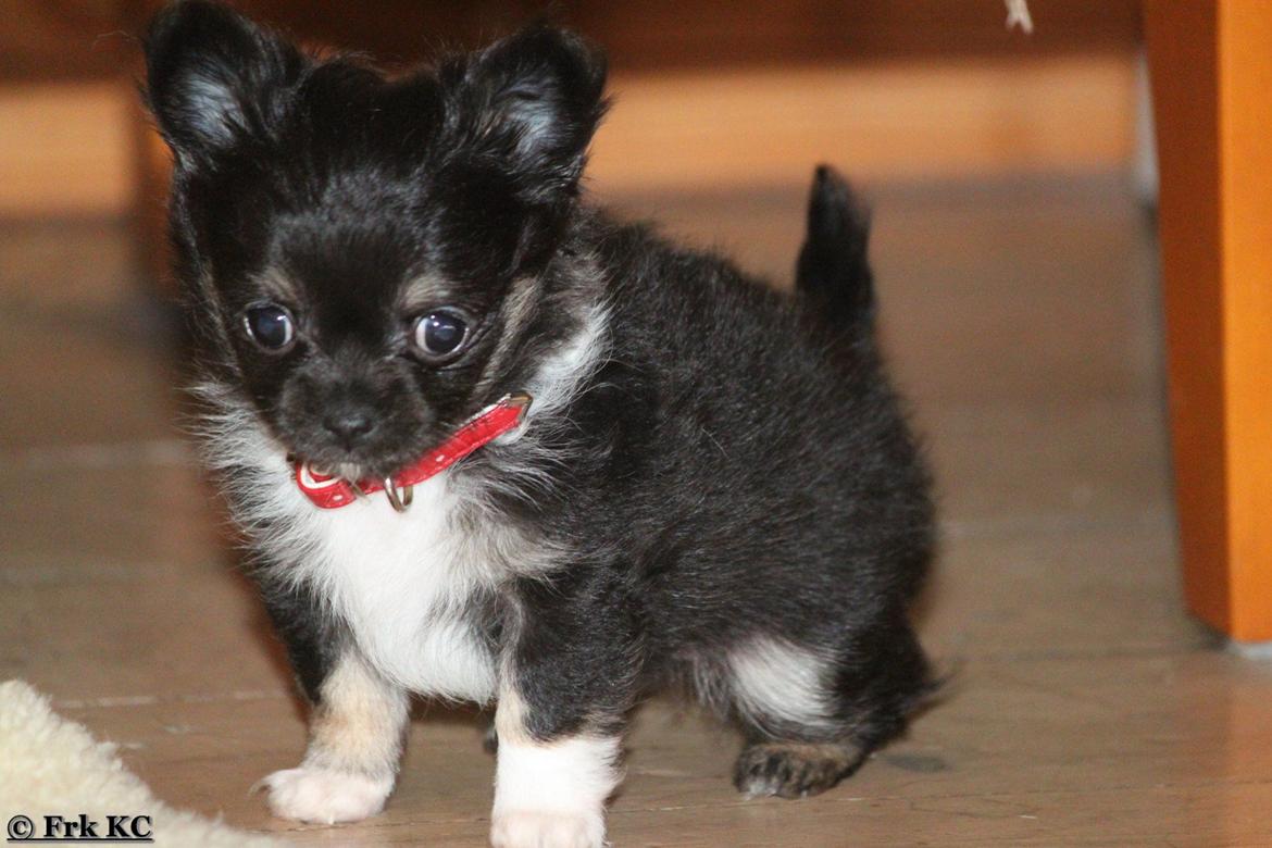 Chihuahua DKCH Frk Kvistes DeeDee the DramaQueen billede 10