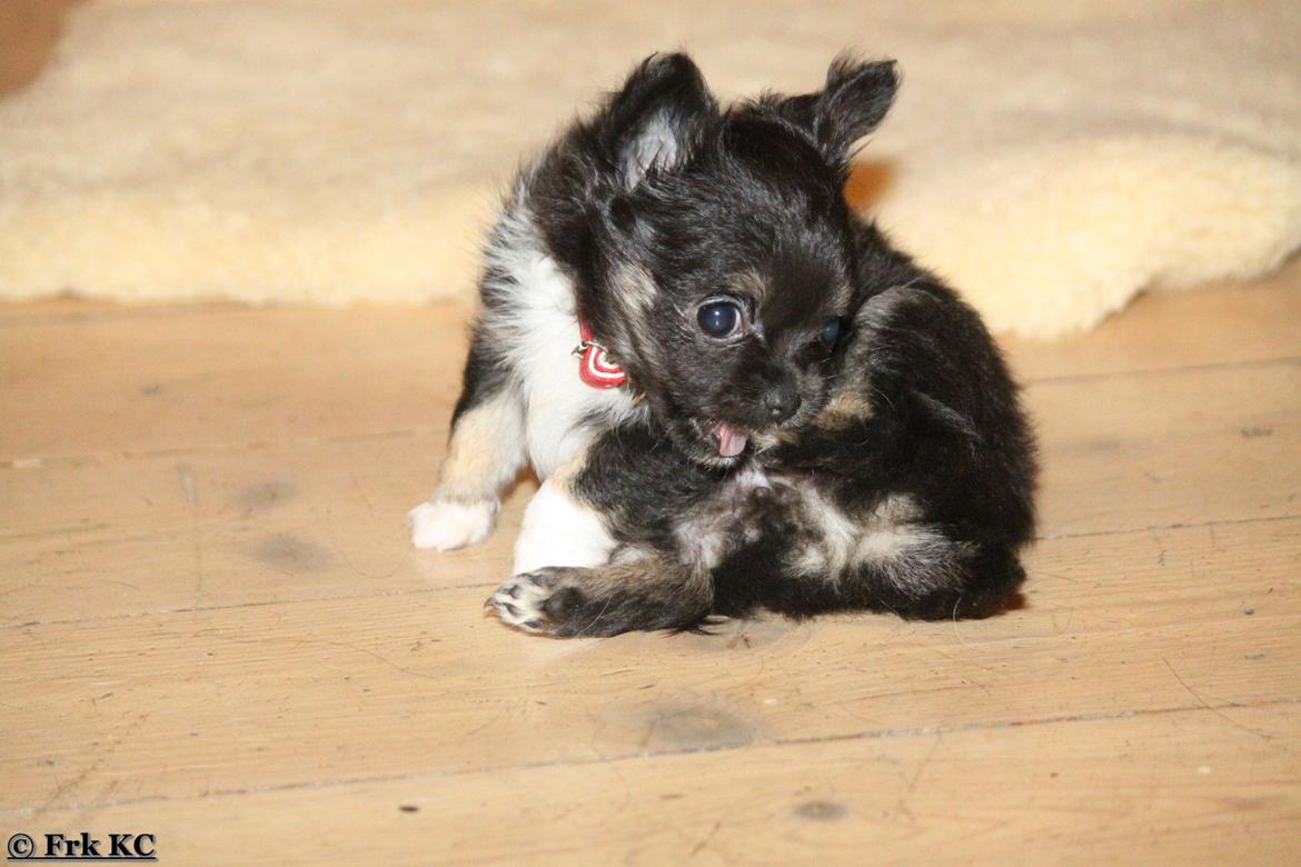 Chihuahua DKCH Frk Kvistes DeeDee the DramaQueen billede 11