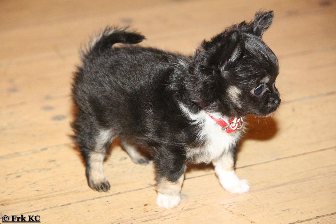 Chihuahua DKCH Frk Kvistes DeeDee the DramaQueen billede 12