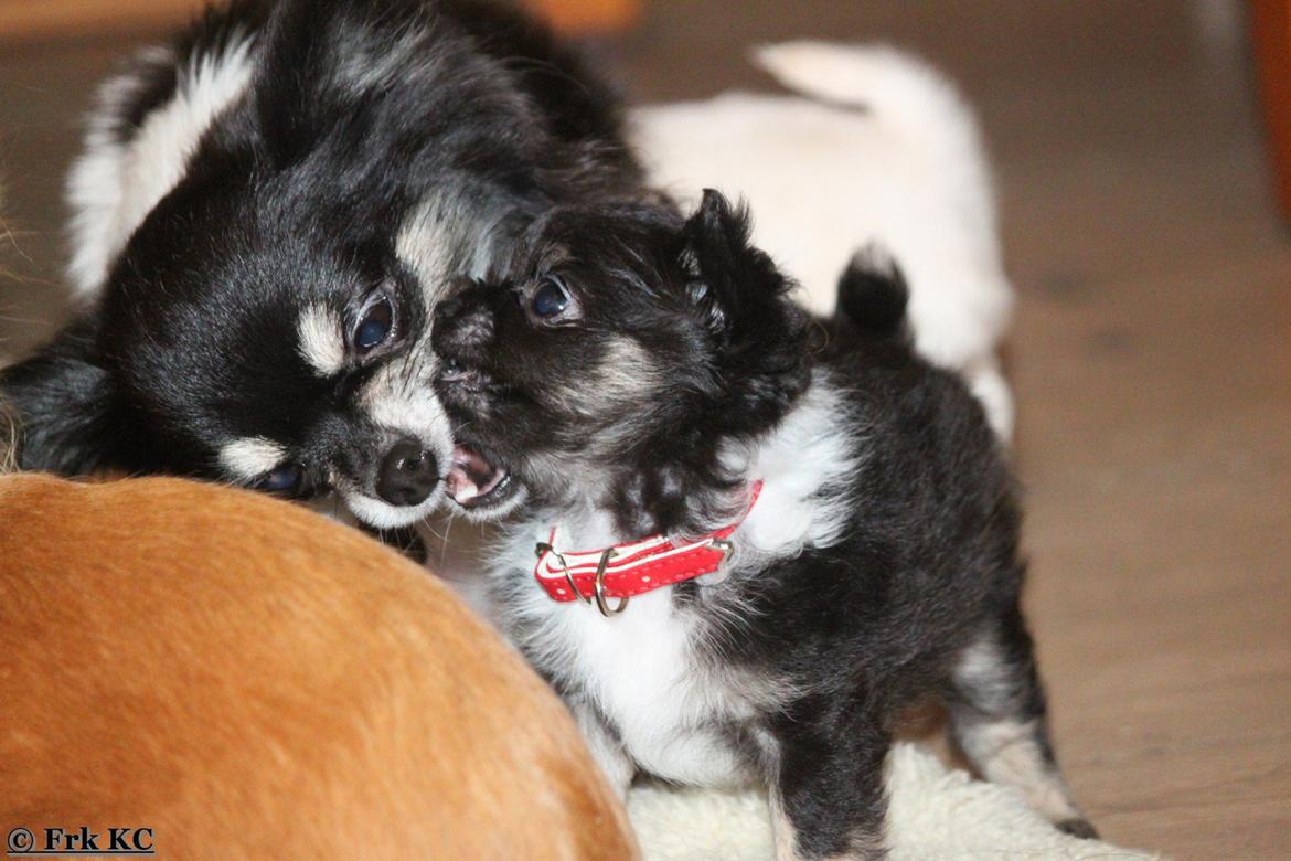 Chihuahua DKCH Frk Kvistes DeeDee the DramaQueen billede 13