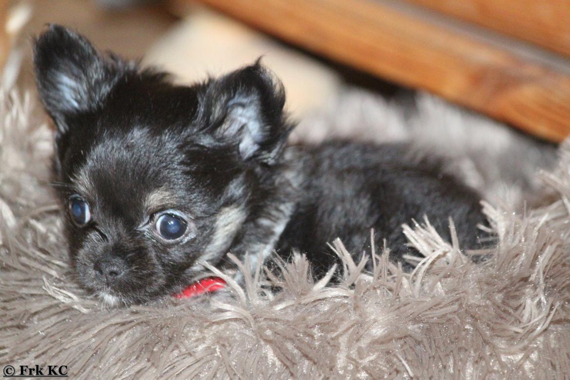 Chihuahua DKCH Frk Kvistes DeeDee the DramaQueen billede 14